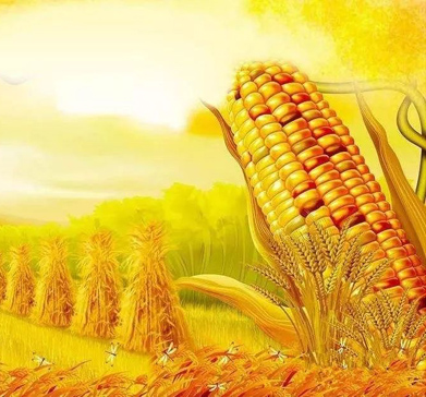 玉米图片.jpg